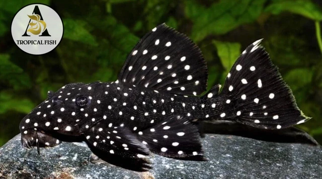 1 L240 Galaxy Vampire Pleco -( Size3+ Cm/ 1.2+ inch) -High Quality Pleco USA