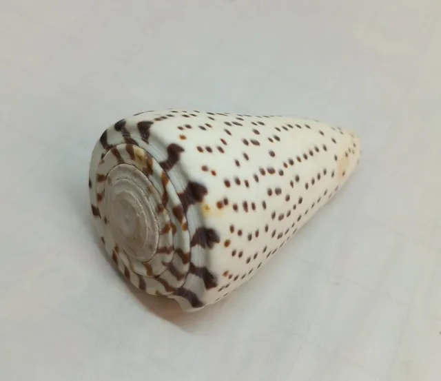 6.5cm Leopard Cone Seashell Conus Leopardus