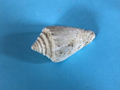 CONUS MACULOSUS TOP SERRAVALIEN 1AOU21 fossil shell 