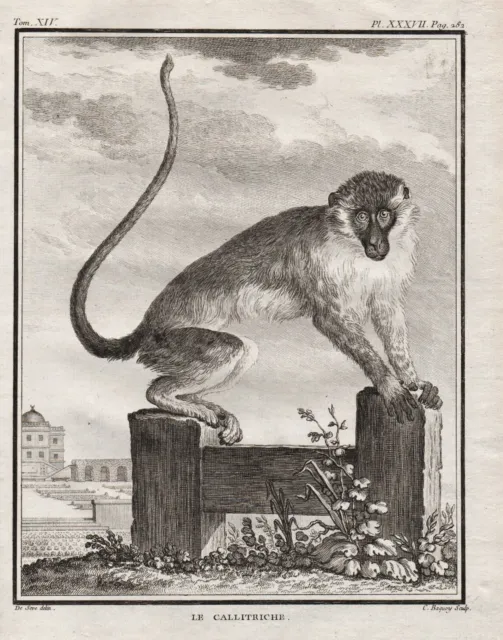 Westliche Grünmeerkatze Green monkey Kupferstich gravure engraving Buffon 1780