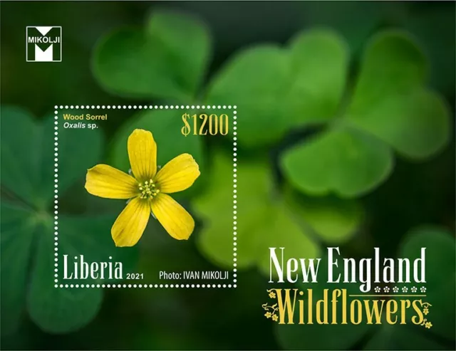 Liberia 2021 MNH Flowers Stamps New England Wildflowers Flora Nature 1v S/S I