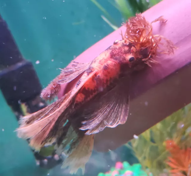 6 Super Red Calico Longfin Bristlenose Pleco (3/4-1") Bushynose Ancistrus