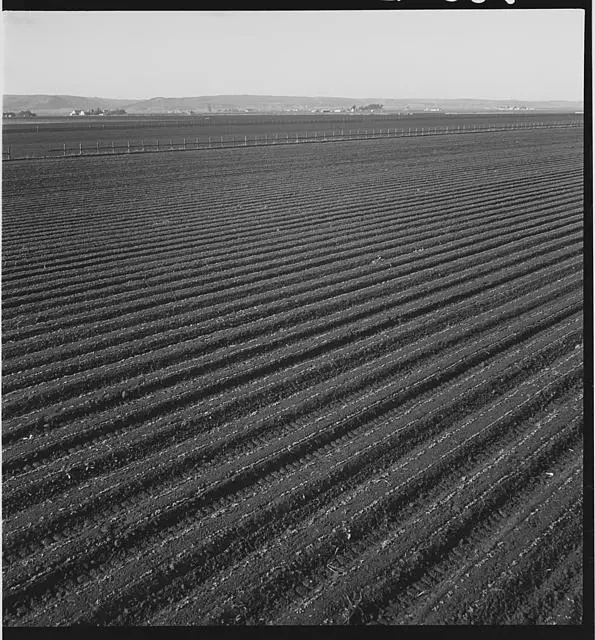 Salinas Valley,California,CA,Farm Security Administration,Dorothea Lange,FSA,1