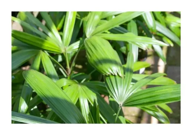 10x Rhapis excelsa Taiwan Steckenpalme Garten Pflanzen - Samen ID434