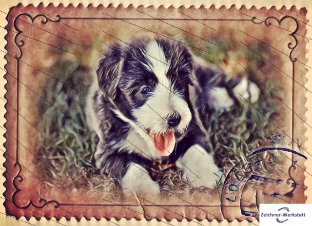 Bearded Collie welpen 15