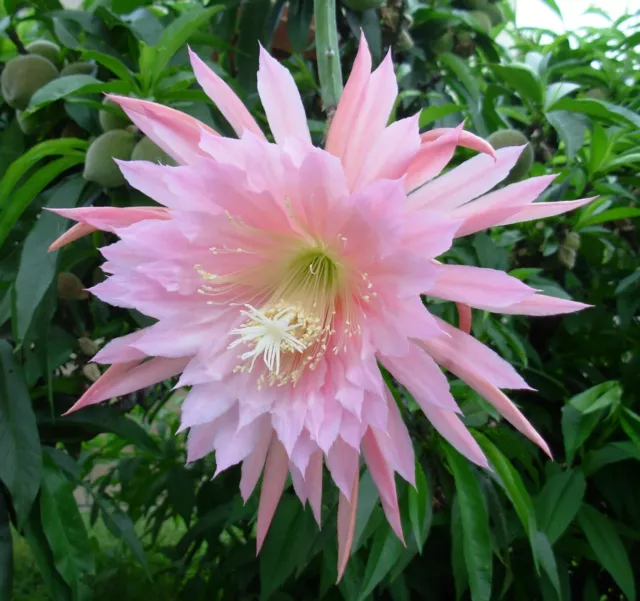 4 graines Cactus Orchidée(EPIPHYLLUM PINK PLUMES)H479 ORCHID CACTUS SEEDS SAMEN