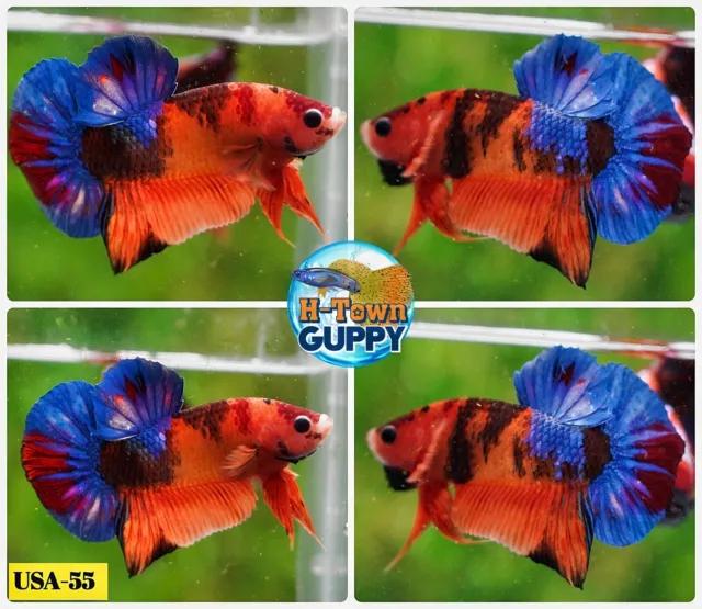 USA55 - Live Betta Fish - High Quality Grade - Multi Color Candy Nemo Galaxy Koi