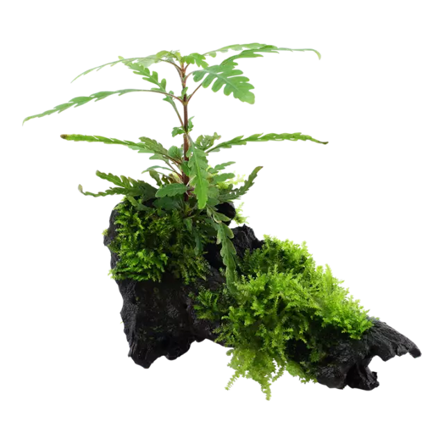 Aquarium Plante Hygrophila Pinnatifida Et Mousse Sur Racine Tropica Nr.051A Yws 3