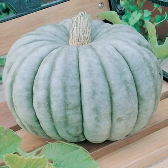 Jarrahdale Pumpkin - 5 Industry Quality Seeds - UK seller - Free postage