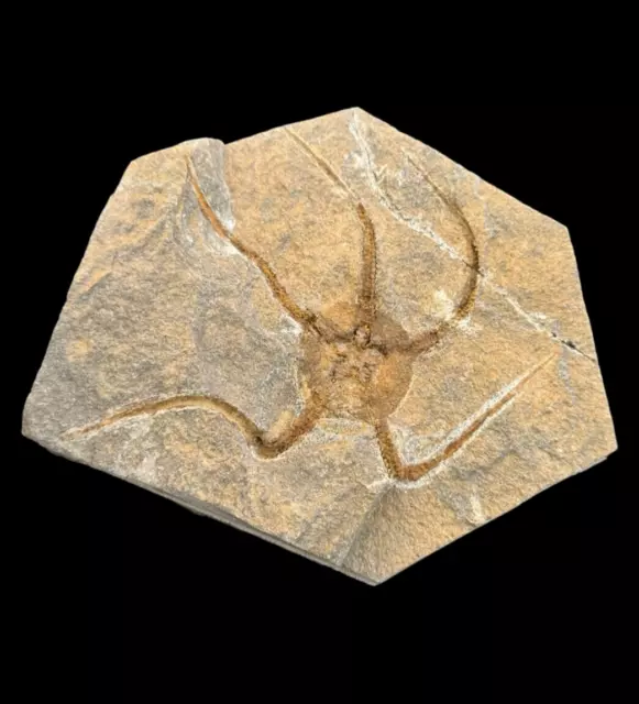 Amazing Brittle Starfish Fossil on matrix (Ordovician, 488 - 433 million years)