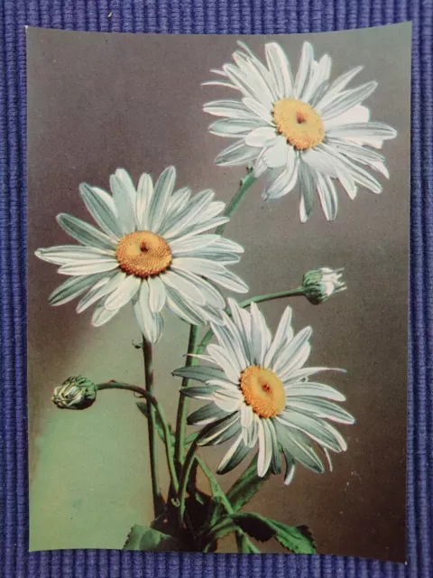 Ancienne Carte Postale Ak Carte Artistique Marguerites Fleurs Plantes