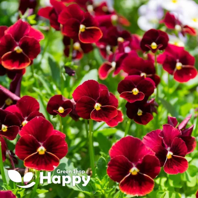 HORNED PANSY FLOWER - ARKWRIGHT RUBY - 200 SEEDS - Viola cornuta - COMPACT HABIT