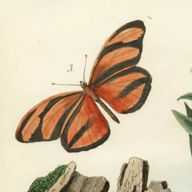 Histoire naturelle Papillon Céthosie Cétoine  - Gravure aquarelle originale XIXe