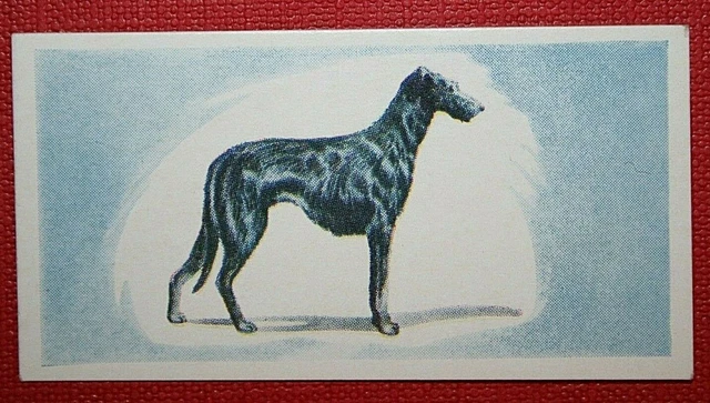 SCOTTISH DEERHOUND  Vintage 1950's Colour Mini Card  OC13