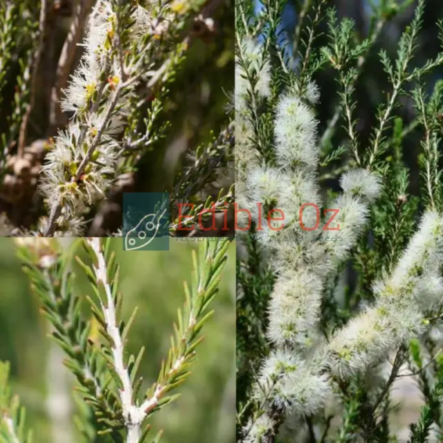 SHORT LEAF /MALLEE HONEY-MYRTLE (Melaleuca brevifolia) 'Bush Tucker Plant Seeds'