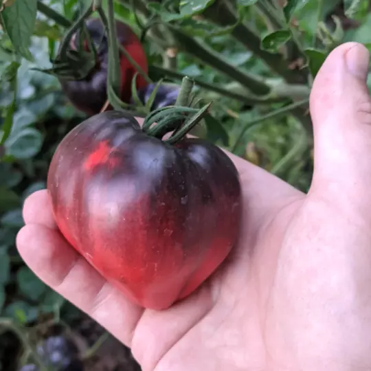 Tomate Coeur de Boeuf Oxheart - 30 graines bio
