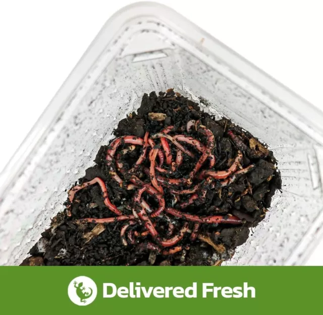 Swell Reptiles Livefood Dendrobaena Earthworms - 50-75mm - Approx. Qty 35 2