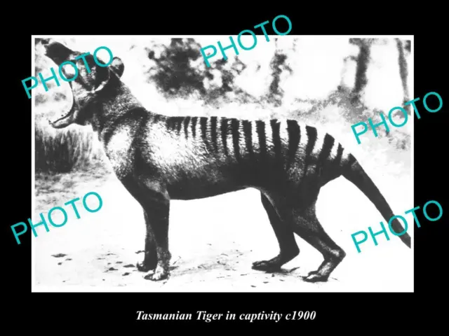 OLD 8x6 HISTORIC PHOTO OF A TASMANIAN TIGER IN CAPTIVITY c1900 2