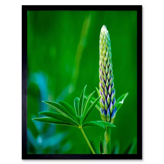 Photo Plant Nature Flower Bud Lupin Green Leaf Beautiful 12X16 Inch Framed Print