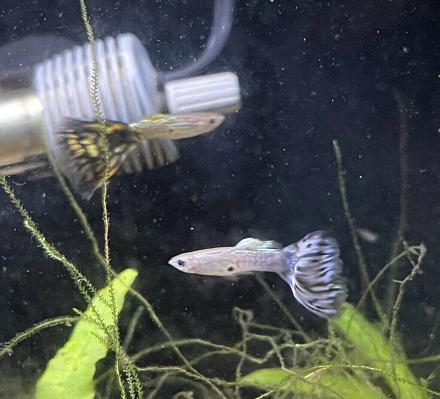 5 Assorted Fancy Guppies ( Female Male )Freshwater Aquarium Live Fish