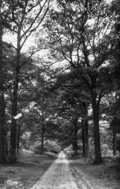 *18799 cpsm Brunoy - Forêt de Senart