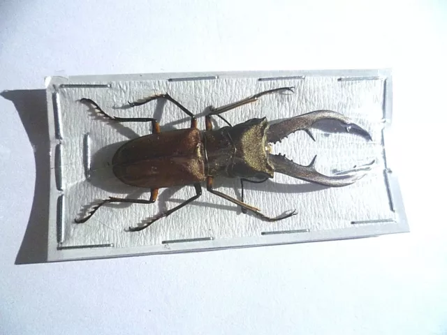 Cyclommatus tarandus tarandus , UNMOUNTED,  Kalimantan, SIN MONTAR, A1