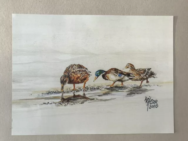 Notzeit Enten Erpel Jagdmalerei Jagdbild von Willi Herr Kunstdruck