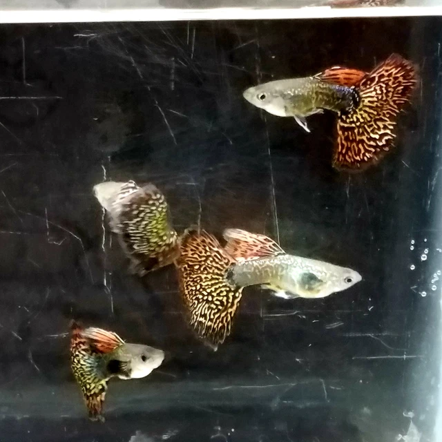 12x Snakeskin Fire Red Moscaic & "Pingu?" combo guppy pack 12x Snakeskin Fire Red Moscaic & "Pingu?" combo guppy pack