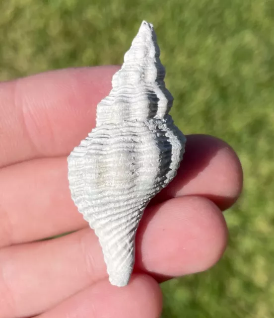 Florida Fossil Gastropod Terebraspira labelleensis Pliocene Age Shell