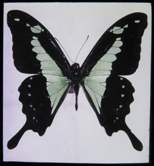 Antike magische Laterne Rutsche ~ Papilio Phorcas Apfel grün Schwalbenschwanz Schmetterling