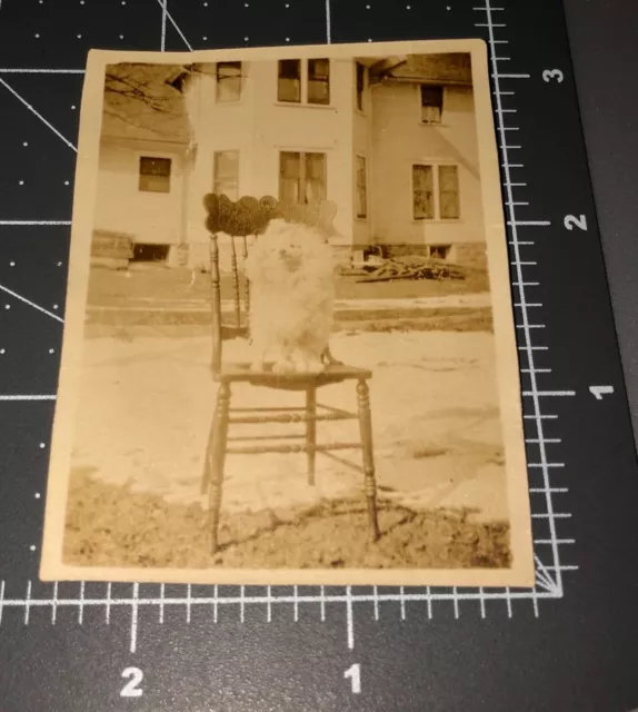 1910s Fancy French Poodle DOG on Chair Pet Vintage Snapshot PHOTO