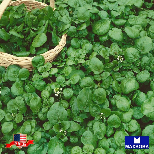 Cress Seeds Watercress Non-GMO / Heirloom / Herb Garden Fresh