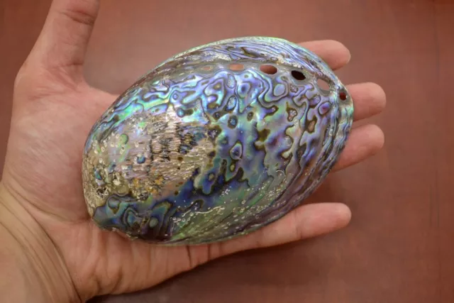 Polished Paua Haliotis Iris Abalone Sea Shell Beach Decor 5" - 5 1/2" #7120