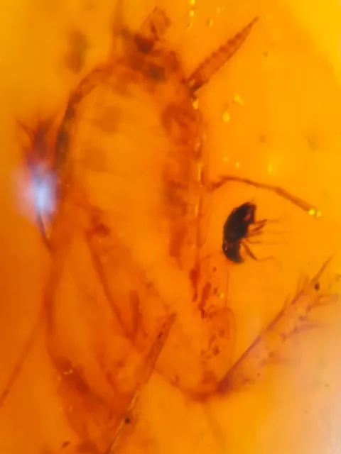 beetle&roach larva Burmite Myanmar Burmese Amber insect fossil dinosaur age