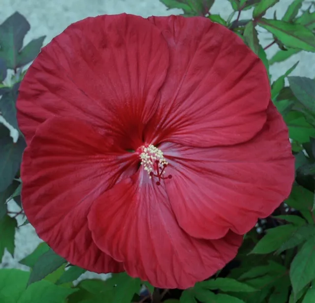 CRANBERRY CRUSH Hardy Hibiscus -- Plant in 4.5" pot