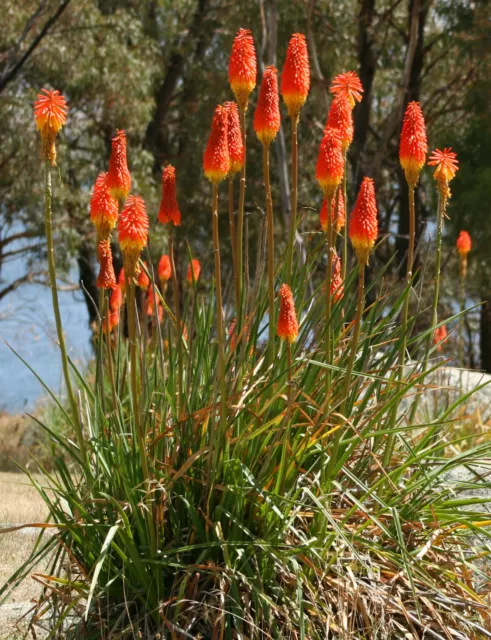 50 Samen Fackellilie Raketenblume Kniphofia uvaria winterhart Fackel Lilie