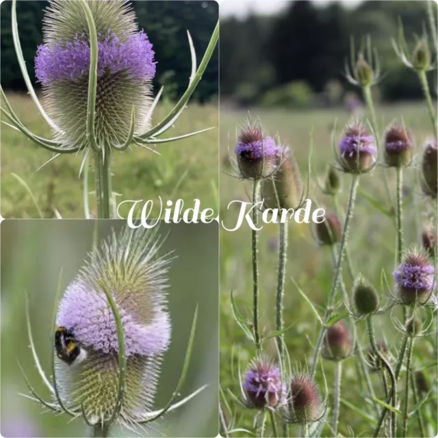 Teasel / Wilde Karde 100+ Samen!!