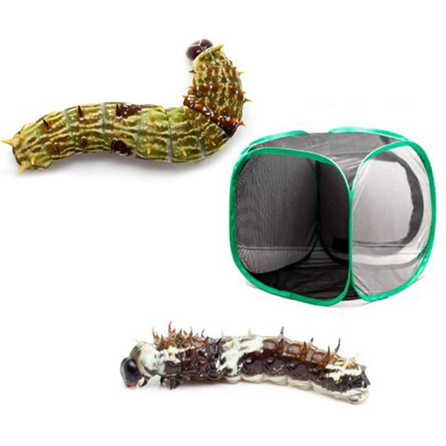 Observation Cage Garden Plants Habitat Caterpillar Habitat Cage