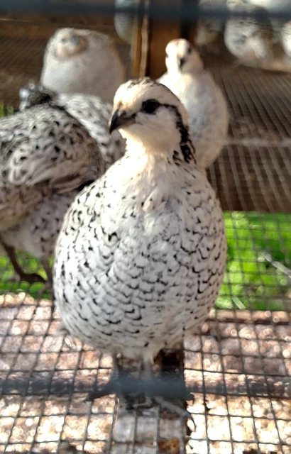 100 Snowflake Quail Hatching Eggs