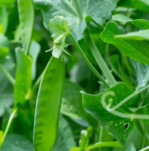 SNOW PEA Yukomo Giant 25+ seeds Prolific peas autumn winter vegetable garden