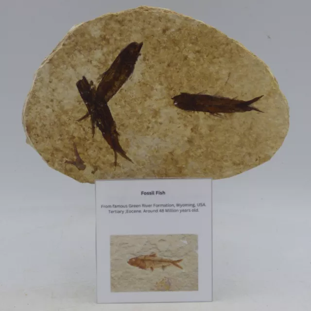 Fossil Knightia Fish Shoal Eocene  Green River Formation Wyoming + Display Stand