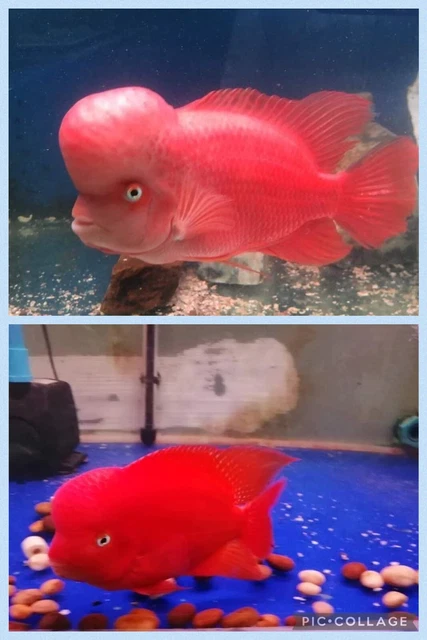 FLOWERHORN CICHLID FRY  ( Super Red Monkey ) 5 pack Big Kok Gene .3-.5"