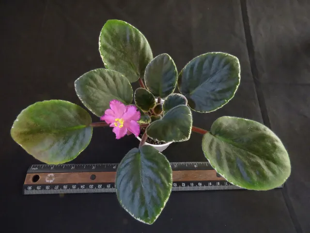 African Violet Plant "Cajun's Gilded Strawberry"
