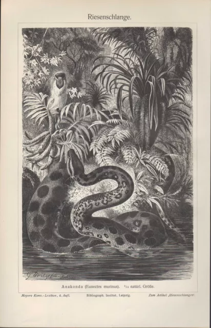 Lithografie 1908: Riesenschlange - Anaconda. Tiere Amphipien Gift-Schlangen