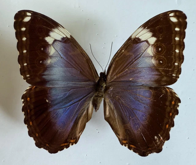 標本 Peru Morpho theseus juturna 126mm 標本 Peru Morpho theseus juturna 126mm Morpho theseus