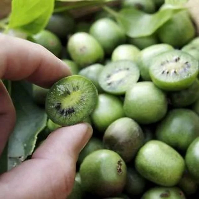 Kiwi Hardy - Actinidia Arguta (50 Seeds)