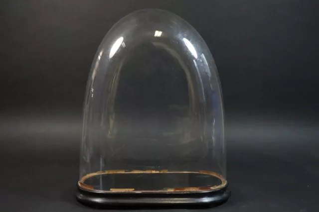 49cm Glassturz Glasdom Glaskuppel mit Holzsockel 19.Jhd (MÖ3301)
