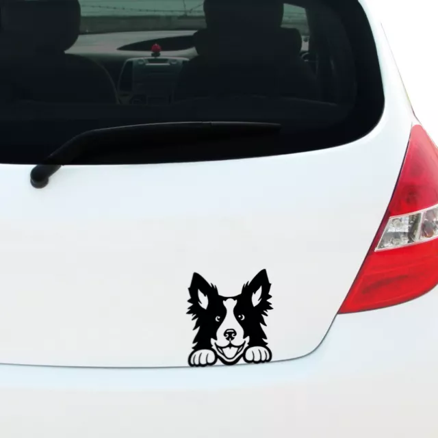 150mm Peeking BORDER COLLIE Decal Sticker Car Window Bumper Pet Dog Puppy Rescue