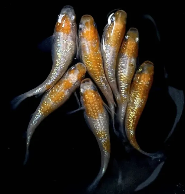ricefish 30 eggs medaka japan fish aquarium killifish rice fish 【ouka】
