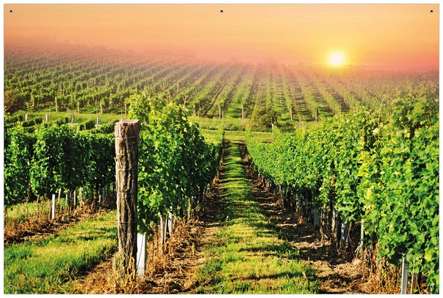 Wallario Garten Bakon Poster Zaun Sichtschutz wetterfest - Weinberg